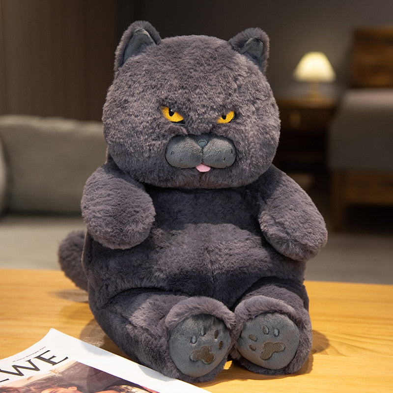 Black cat deals teddy bear